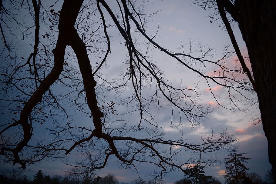 tree, plant, nature, silhouette, tree trunk, outdoors, sky HD wallpaper