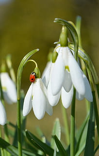nature, snowdrop, spring, flower, white, ladybird, green, flowering plant HD wallpaper