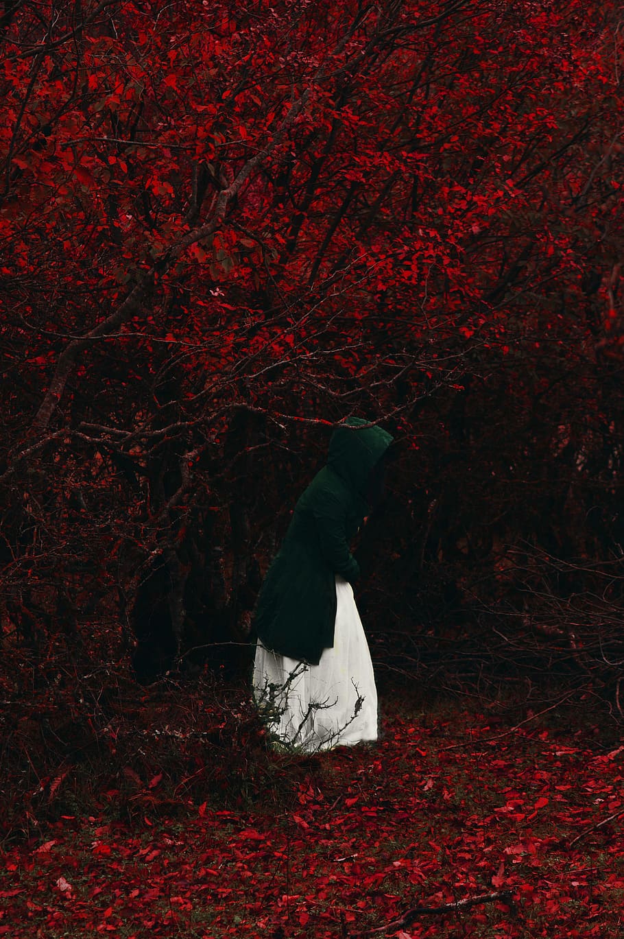 black hijab, red, tree, land, one person, one animal, autumn HD wallpaper