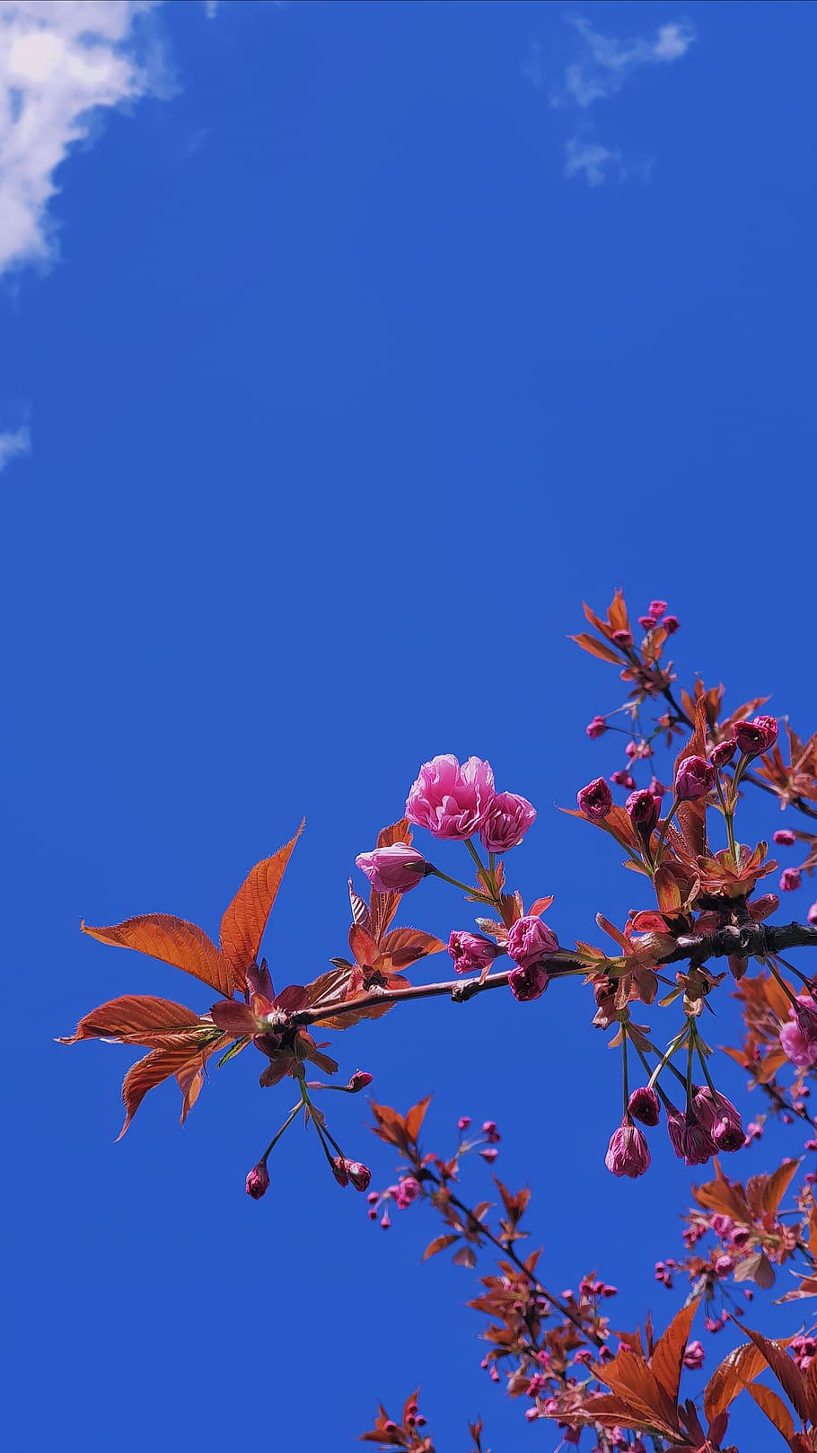 plant, flower, flowering plant, beauty in nature, fragility HD wallpaper