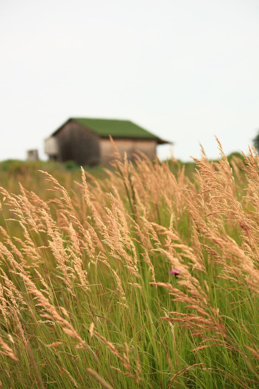 house, field, herbs, day, nature, landscape, green, meadow HD wallpaper