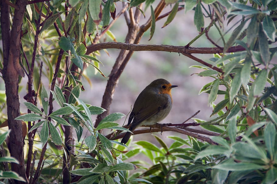 bird, robin, bush, hidden, garden, nature, cold, cute, animal themes HD wallpaper