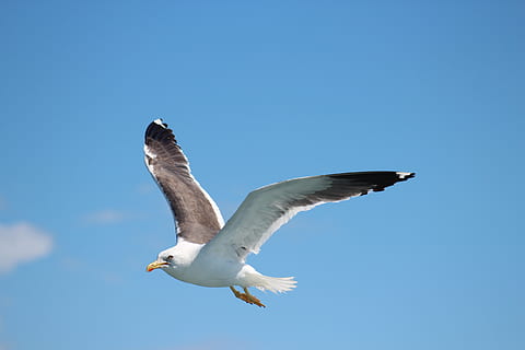 bird, seagulls, flight, sky, nature, dom, seabird, water, fly HD wallpaper