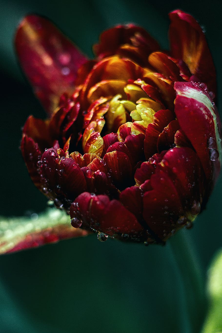flower, waterdrop, tulip, nature, close-up, freshness, plant HD wallpaper