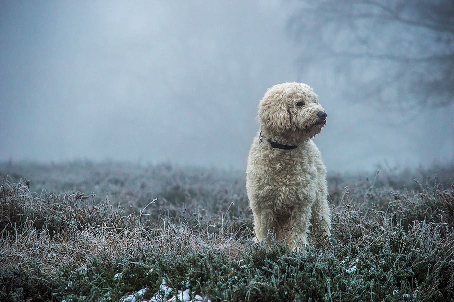 HD wallpaper goldendoodle, dog, hybrid, fog, mammal, nature, animal