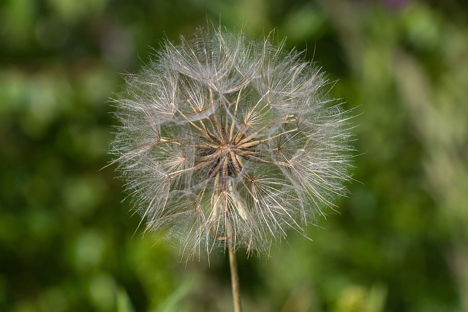 large dandelion, plant, furry, nature, fragility, flower, vulnerability, HD wallpaper