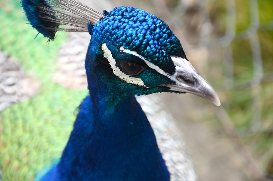 peacock, bird, farm, closeup, headshot, nature, animal, cute HD wallpaper
