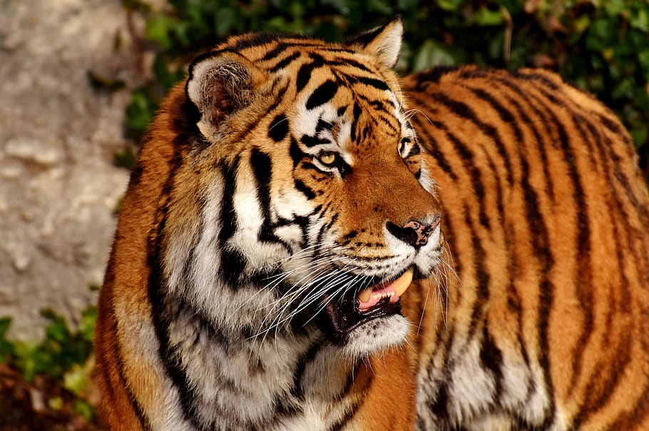 tiger, big cat, predator, wildcat, dangerous, zoo, animals HD wallpaper