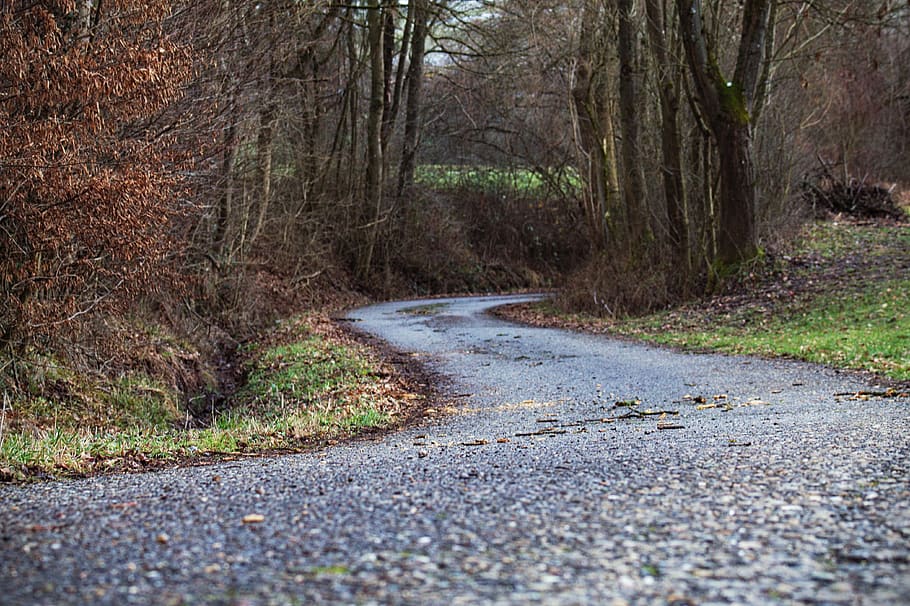 trees and pathway, gravel, dirt road, asphalt, tarmac, plant HD wallpaper