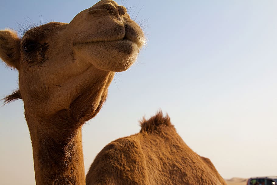 abu dhabi, camel, desert, arabic, summer, orient, animal, animal themes HD wallpaper