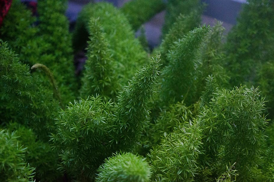 plants, resort, green color, growth, beauty in nature, close-up HD wallpaper