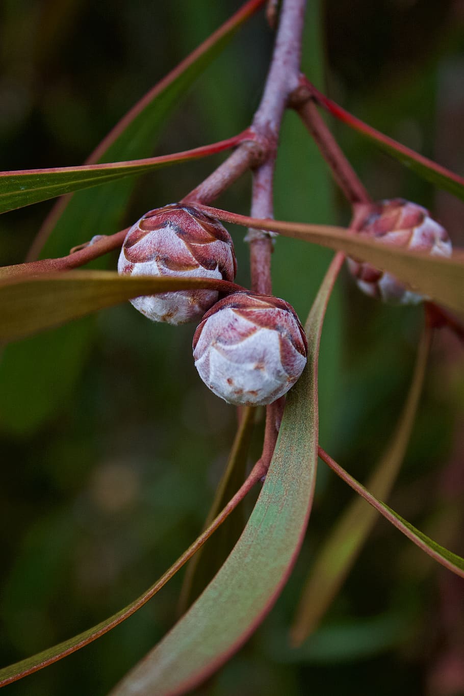 australia, coles bay, macro, summer, bokeh, eucalyptus, blossom HD wallpaper