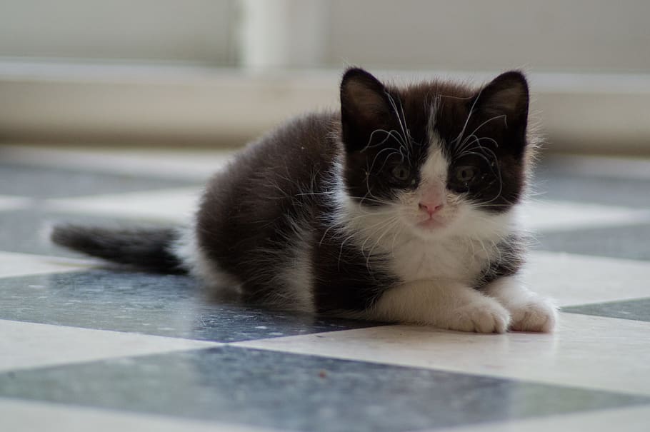 cute, blackandwhite, kitten, domestic, mammal, pets, animal HD wallpaper