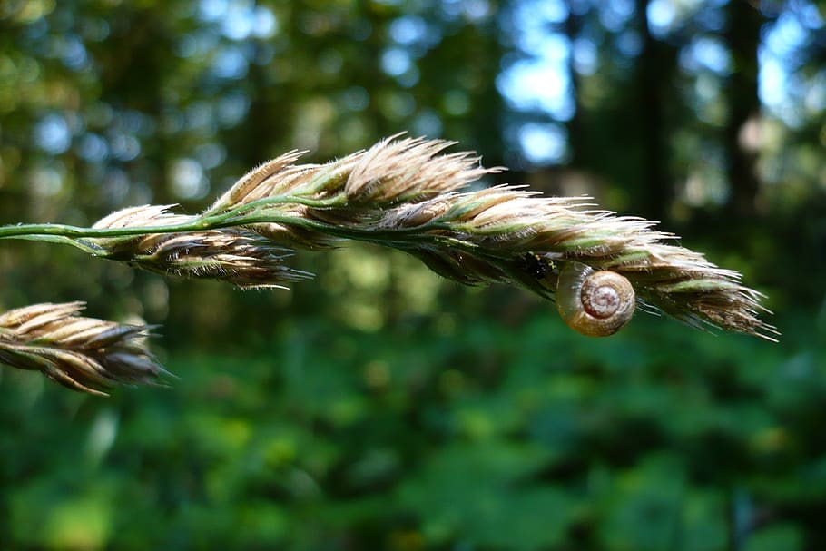 snail, macro, plant, grass, animal, focus on foreground, growth HD wallpaper