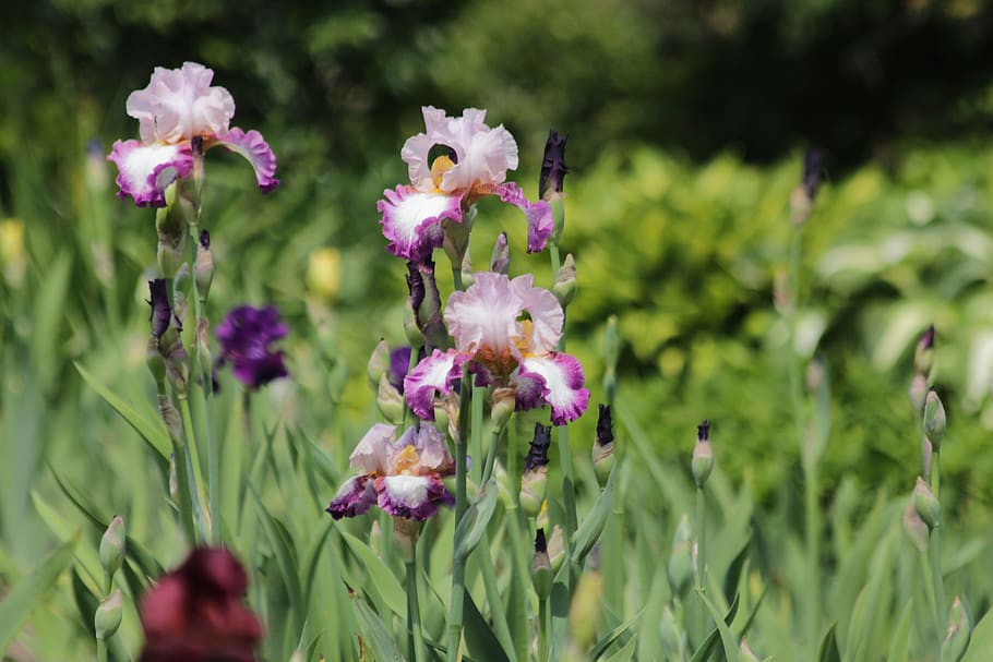 iris, flower, spring flower, beautiful, nature, garden flowers HD wallpaper