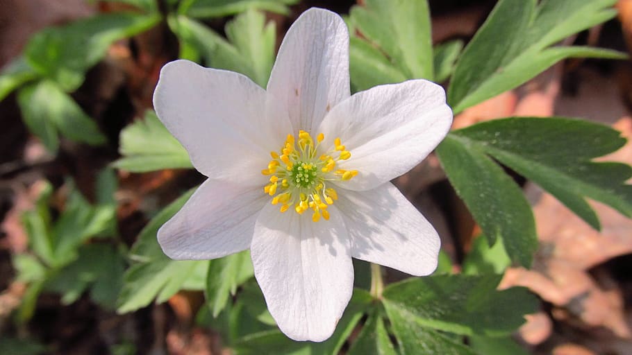 anemone, flower, spring, early spring, forest, garden, nature HD wallpaper