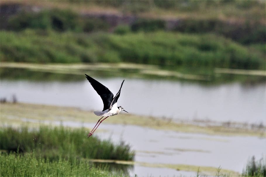 stilt, white, bird, water, nature, fauna, wader, animal themes HD wallpaper