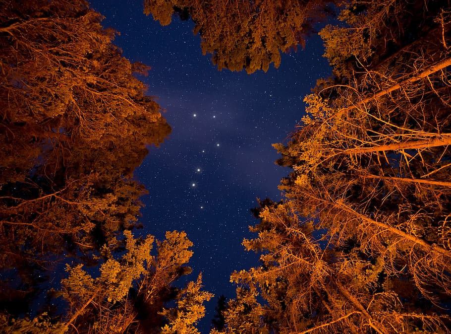 british columbia, canada, forest, kamloops, landscape, milky HD wallpaper