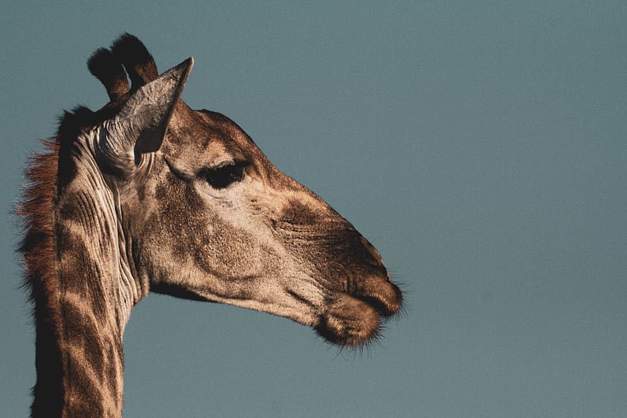 close-up photography of giraffe's head, wildlife, animal, mammal, HD wallpaper