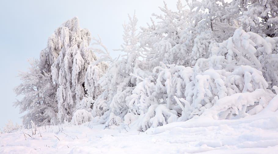 beauty, blue, cold, forest, frost, image, nature, outdoors HD wallpaper