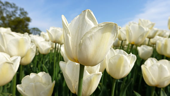 tulips, white, tulip fields, bulb netherlands, spring, holland HD wallpaper