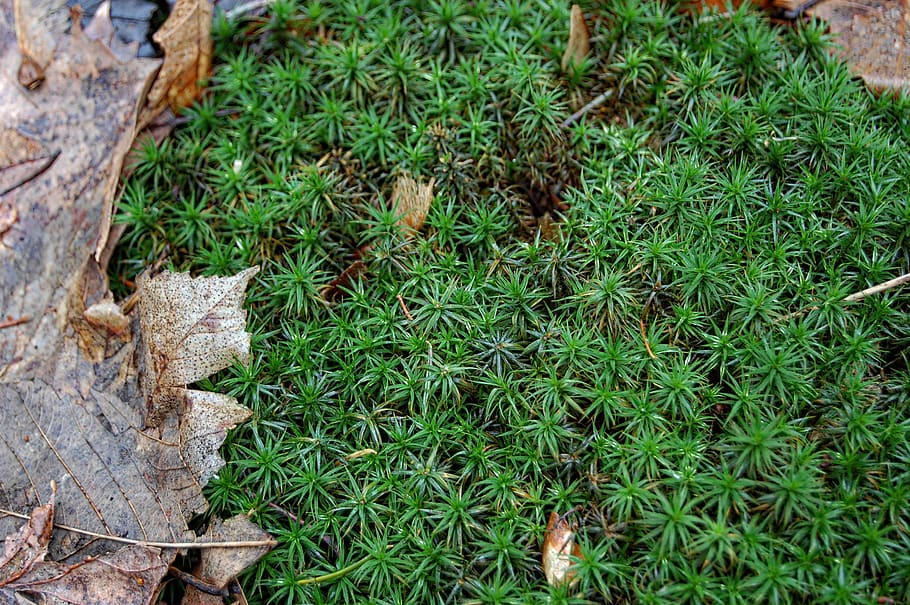 plant, leaf, moss, tree, nature, green, small, forest, autumn HD wallpaper