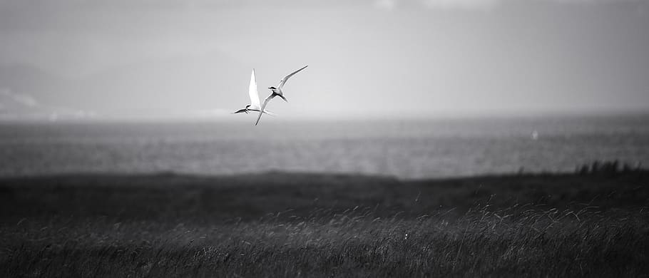 iceland, birds, animal, sky, animal themes, animal wildlife, HD wallpaper