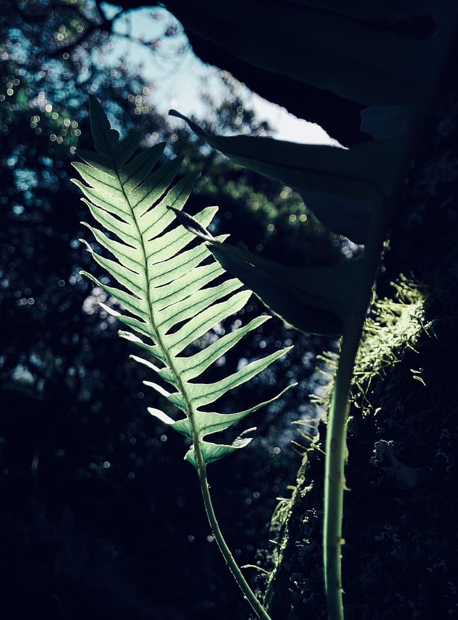 portugal, forests, green, light, fern, plant, growth, nature HD wallpaper