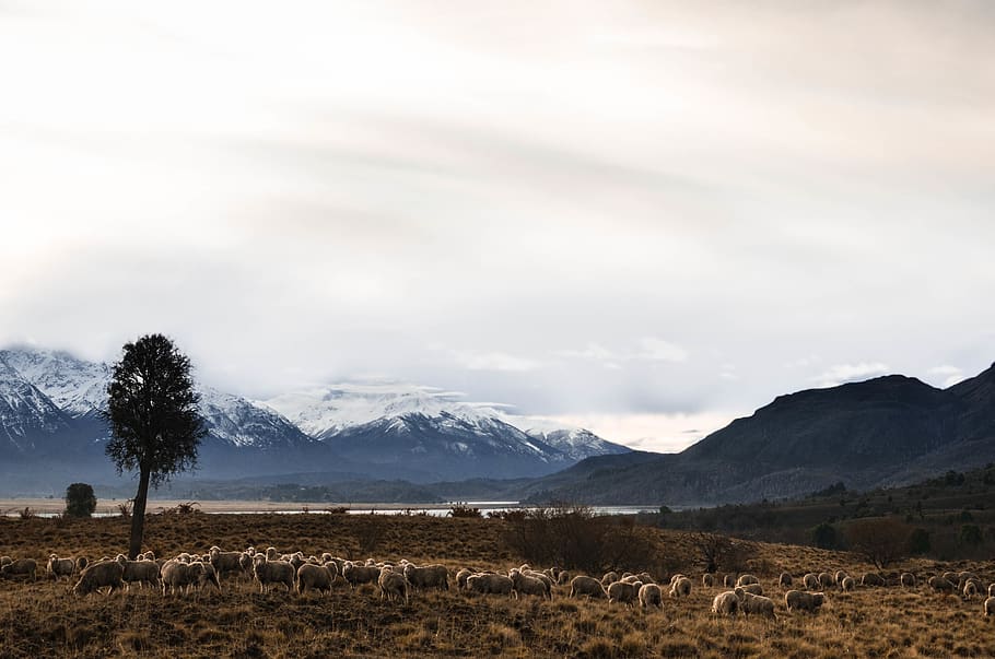 argentina, esquel, cold, ice, mountain, nature, huge, patagonia HD wallpaper