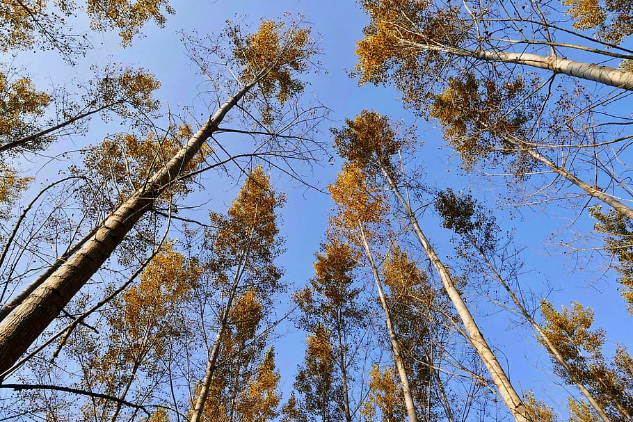 forest, trees, nature, autumn, low angle view, plant, sky, growth HD wallpaper