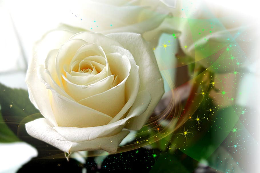 rose, roses, white, macro, flower, bloom, flowers, petals, flora HD wallpaper