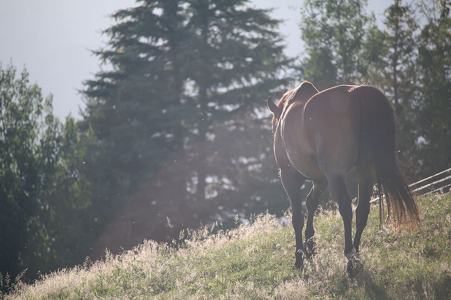 horse walking on fields, mammal, animal themes, domestic animals HD wallpaper
