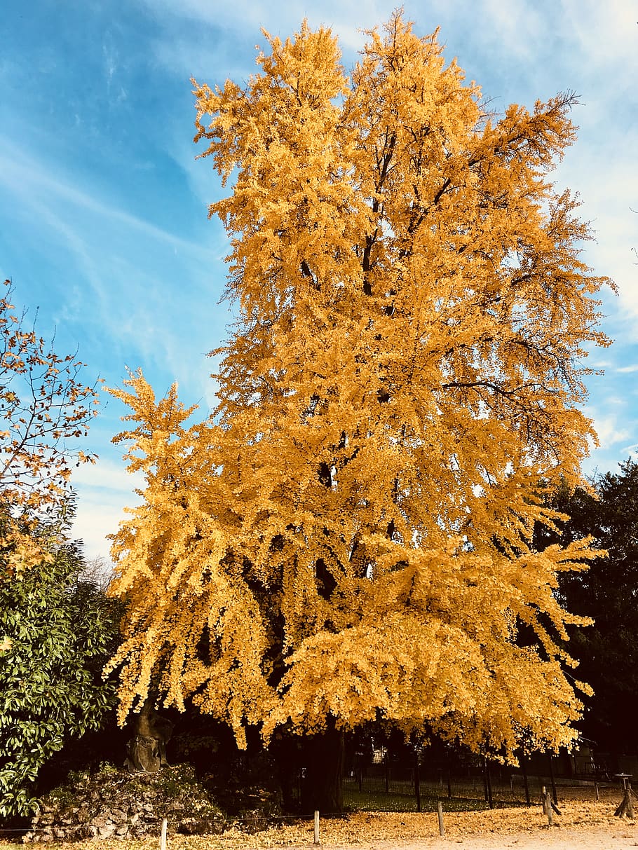 tree, plant, autumn, change, beauty in nature, sky, growth HD wallpaper