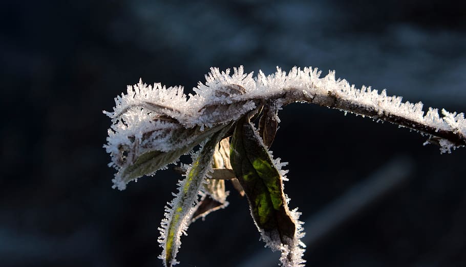 leave, branch, leaf, frost, ice, snow, frozen, winter, nature HD wallpaper