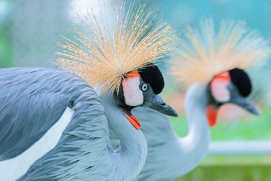 Shallow Focus Photography of Two Crowned Crane, animal, blur HD wallpaper