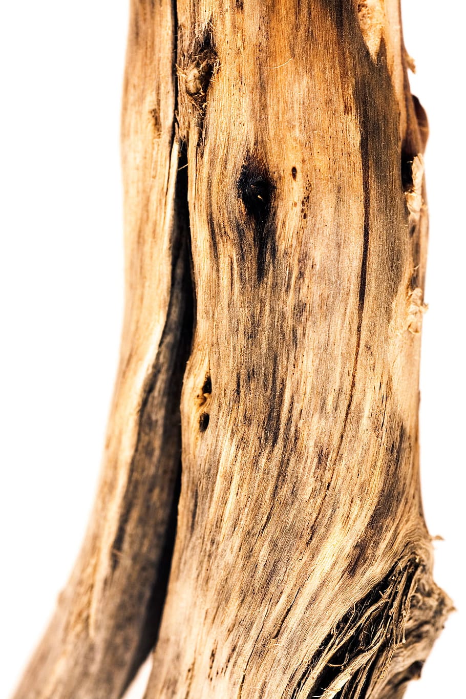 background, branch, brown, decoration, design, isolated, larch HD wallpaper