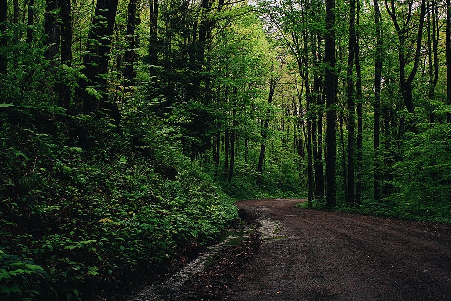 Green Leafed Trees Beside Road, daylight, environment, forest HD wallpaper