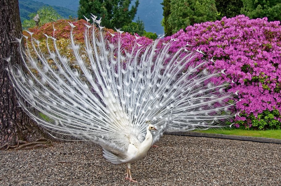 peacock, white peacock, plumage, bird, male, animal, animal themes, HD wallpaper