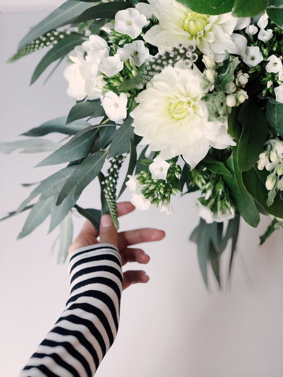 Shallow Focus Photography of White Flowers, beautiful, bloom HD wallpaper