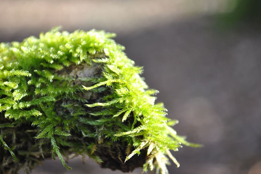 moss, wild growth, tribe, forest, plant, green color, close-up HD wallpaper