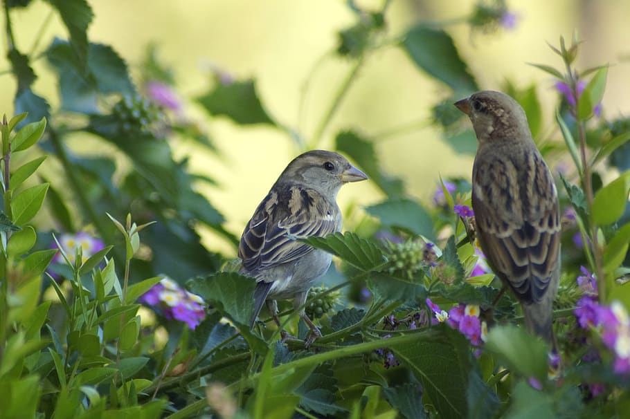 sparrows, spring, nature, garden, cute, animal world, cheerful HD wallpaper
