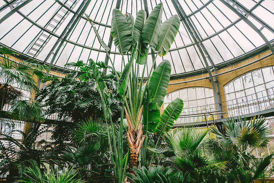 banana tree inside dome building at daytime, plant, growth, greenhouse HD wallpaper