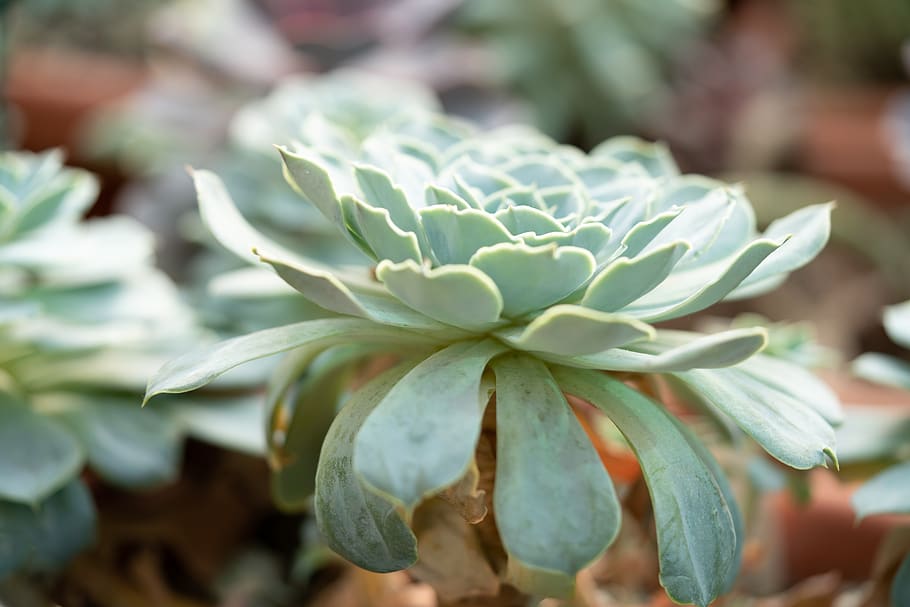 succulent, flower, nature, macro, close up, outdoors, green HD wallpaper