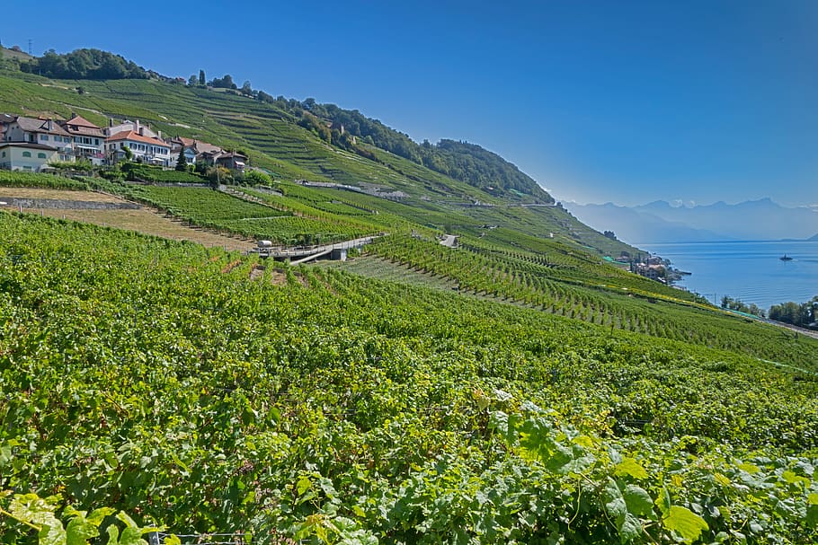 vines, vineyard, wine, wine red, grapevine, lake geneva, laveaux HD wallpaper