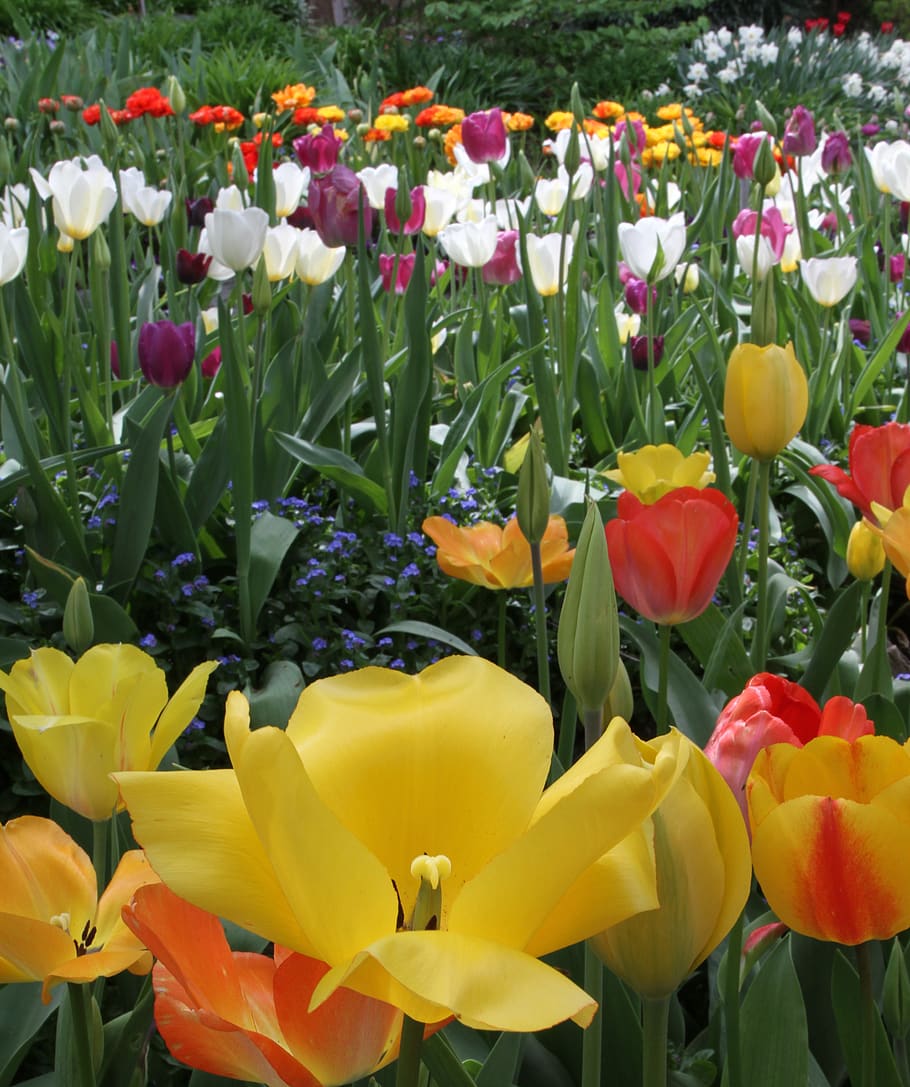 tulip flower, bed, spring, yellow, garden, flowers, bloom, tulips HD wallpaper