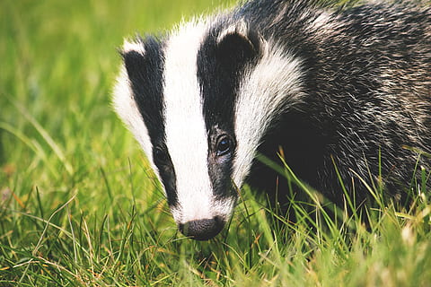 Badger, animalsNature, grass, one animal, mammal, animal wildlife HD wallpaper