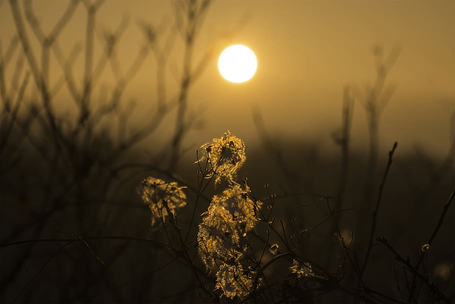 flower, sunset, nature, flowers, macro, plants, background HD wallpaper