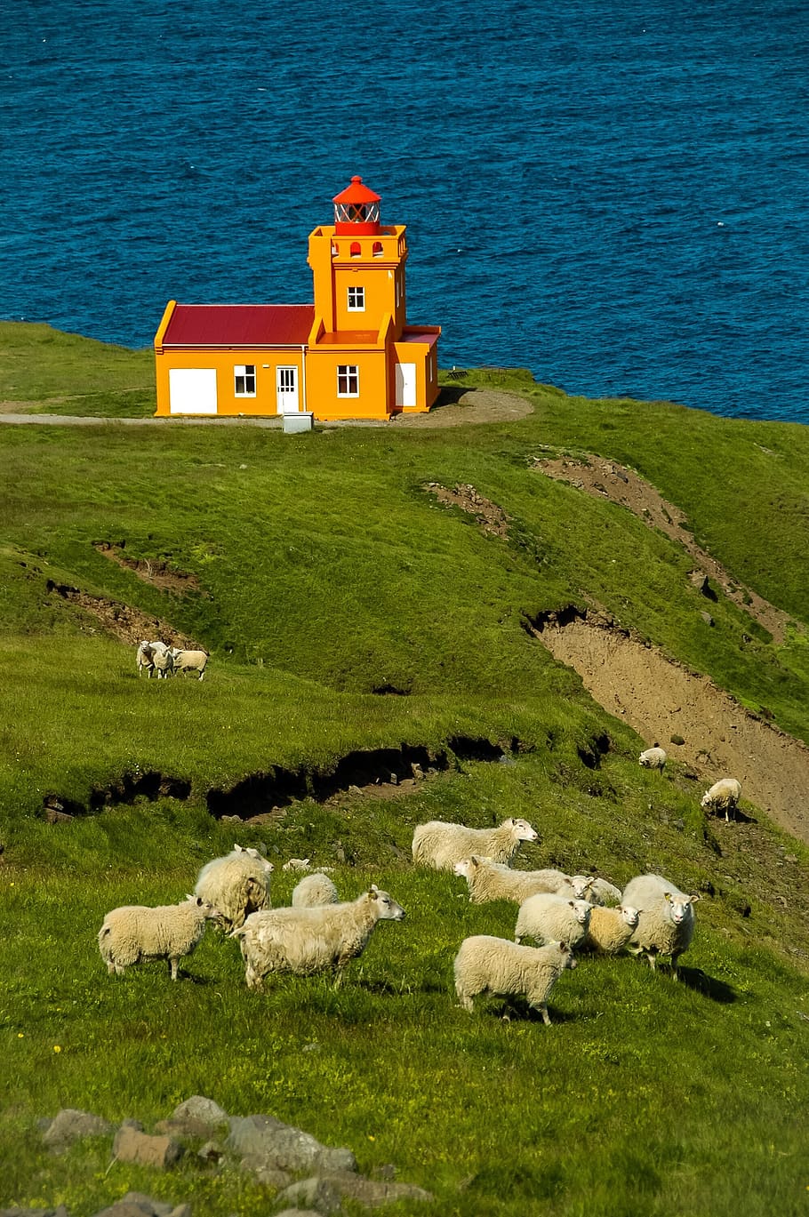 lighthouse, sea, ocean, maritime, water, sheep, side, landscape HD wallpaper