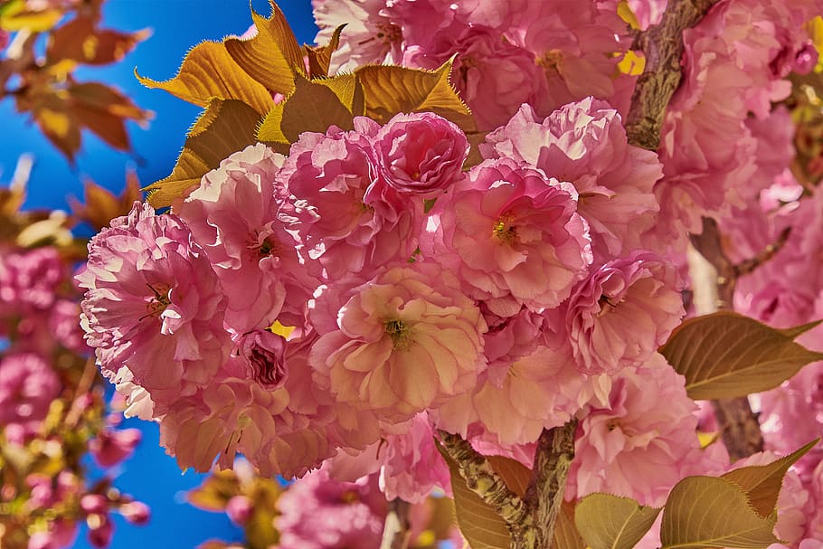 flower, cherry, spring, flowering, outbreak, flowering plant HD wallpaper
