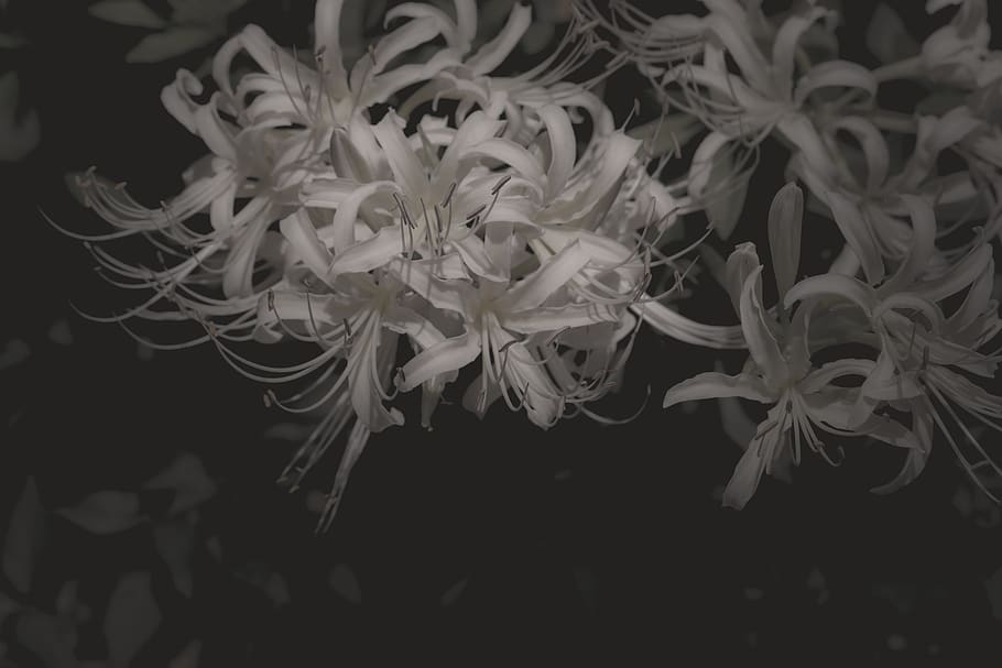 close-up, beauty in nature, no people, underwater, animals in the wild HD wallpaper